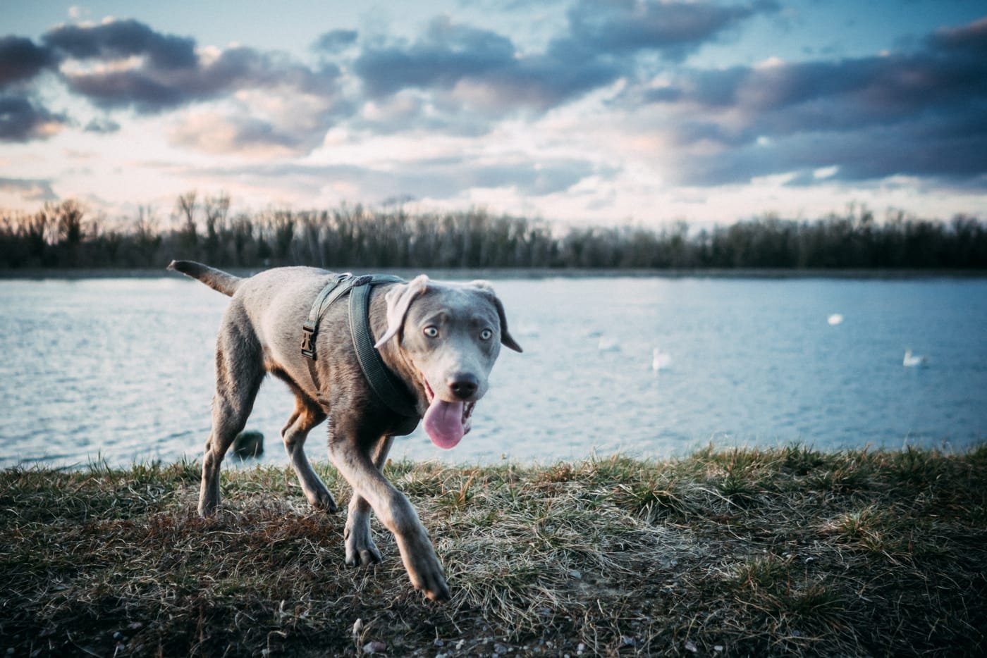 Dogportrait Ilvy & Co Projektbild