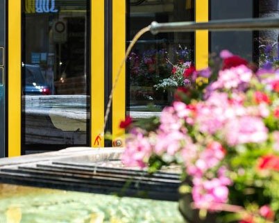 Gelbes Tram zwischen sommerlichen Blumen